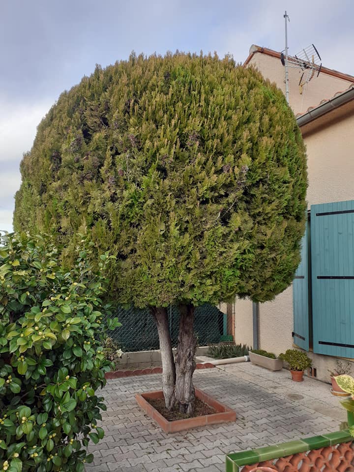 Taille d'arbre et entretien de jardin