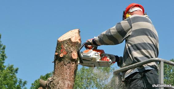 Elagage abattage  d' un arbre  avec une  tronçonneuse 