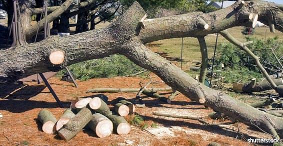 Elagage abatage arbre coupé rondins bois