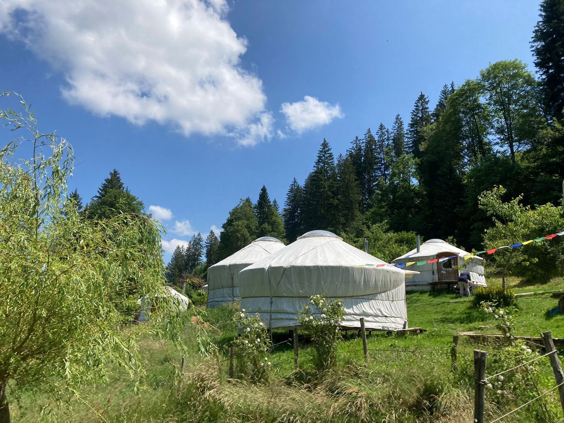 Eine Jurte steht inmitten einer Wiese, umgeben von Bäumen.