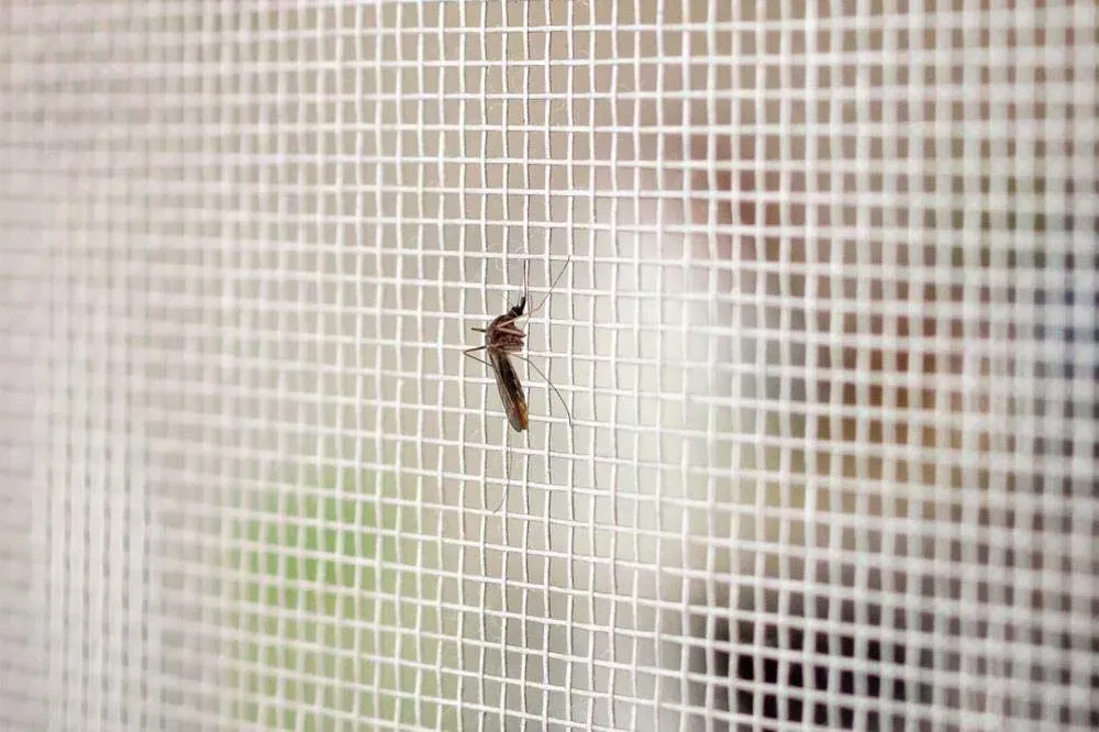Un mosquito está sentado en una puerta mosquitera.