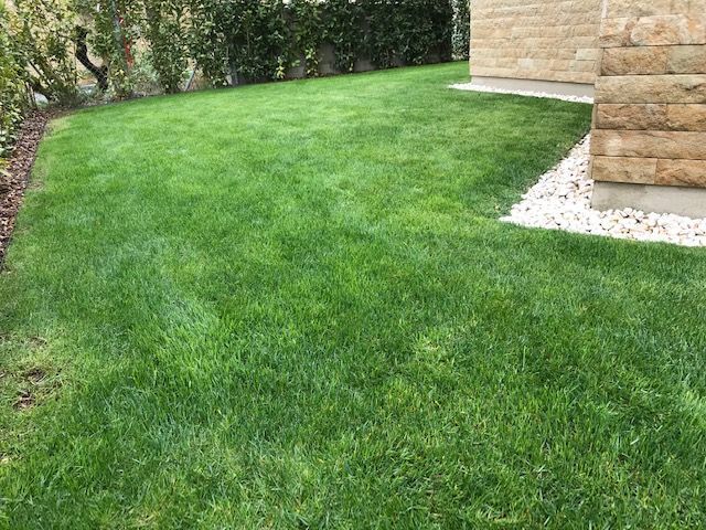 Englischer Rasen mit Hecke