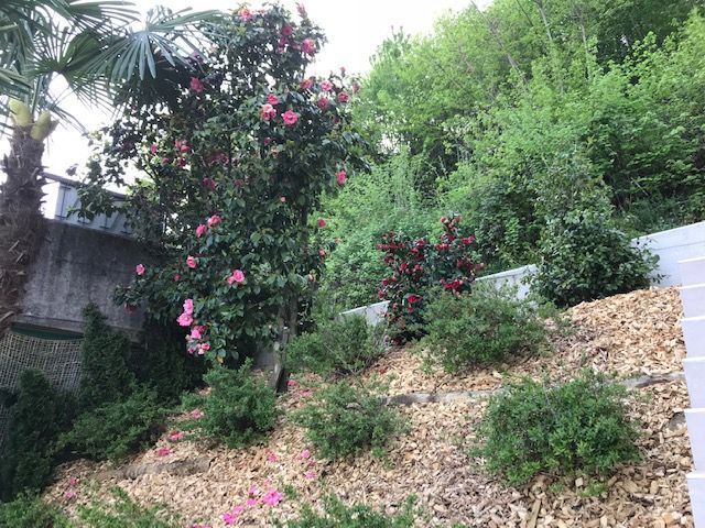 Bereich mit Gebüsch