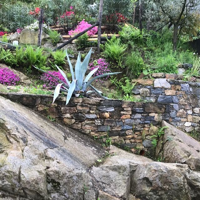 Agaven Aloen Sukkulenten