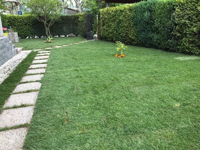 Englischer Rasen mit Hecke und Baum