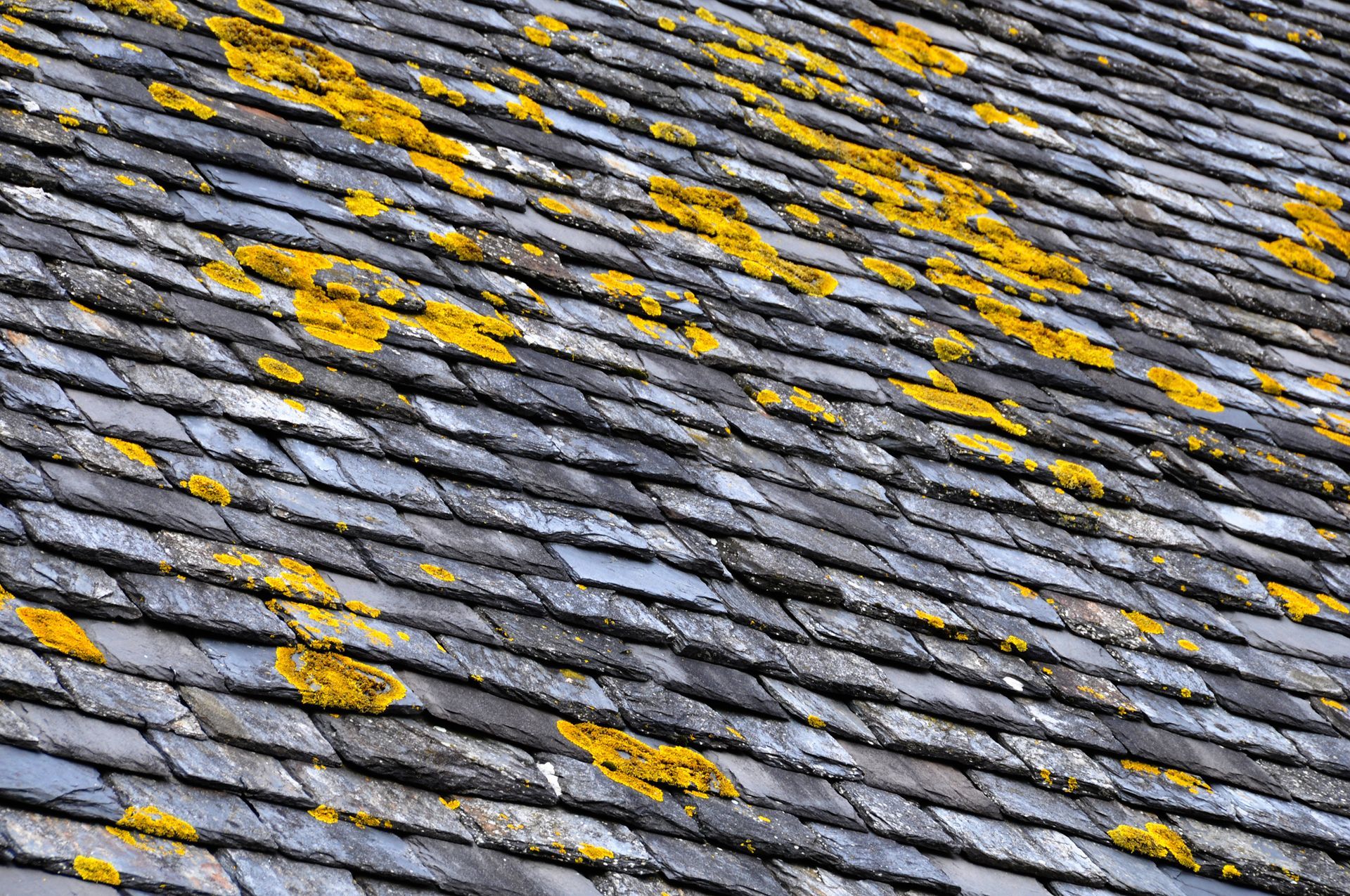 Toiture en ardoise avec de la mousse