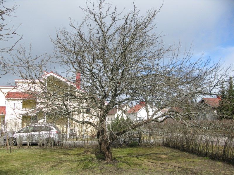 vihertoimi