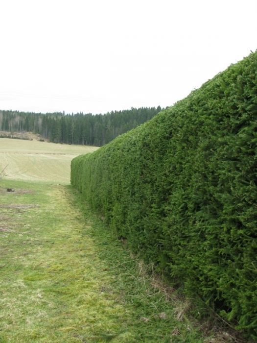 vihertoimi