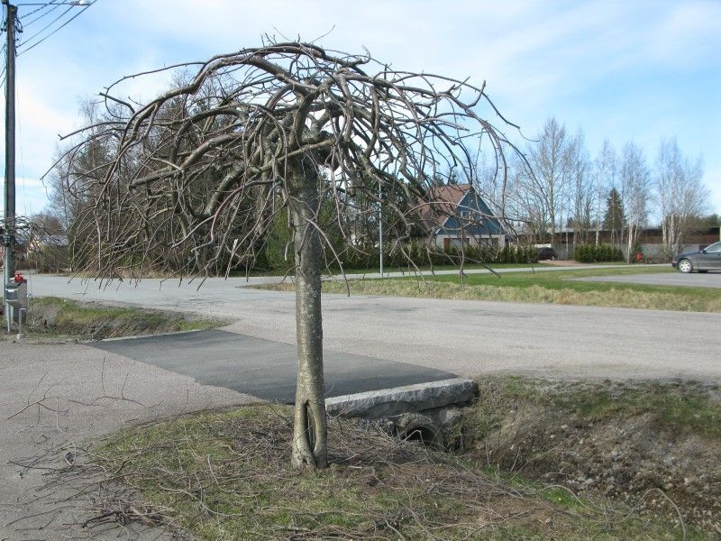 vihertoimi