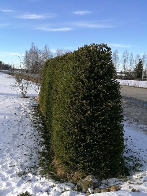 vihertoimi