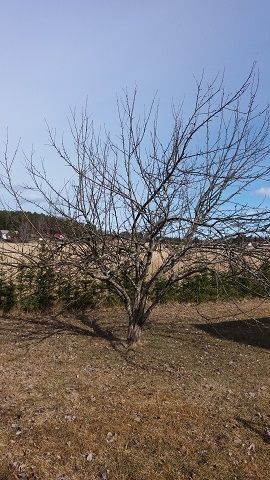 vihertoimi