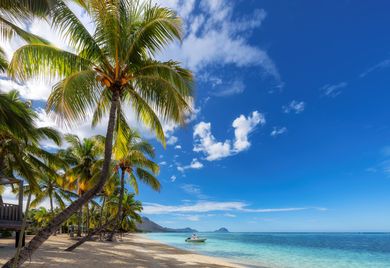 Palmiers sur une plage tropicale ensoleillée, avec une eau d'un bleu limpide et un ciel éclatant