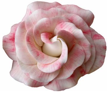 Eine Nahaufnahme einer rosa und weißen Rose auf weißem Hintergrund