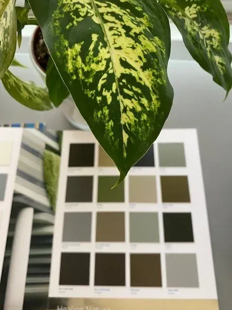 Feuilles de plante et nuancer