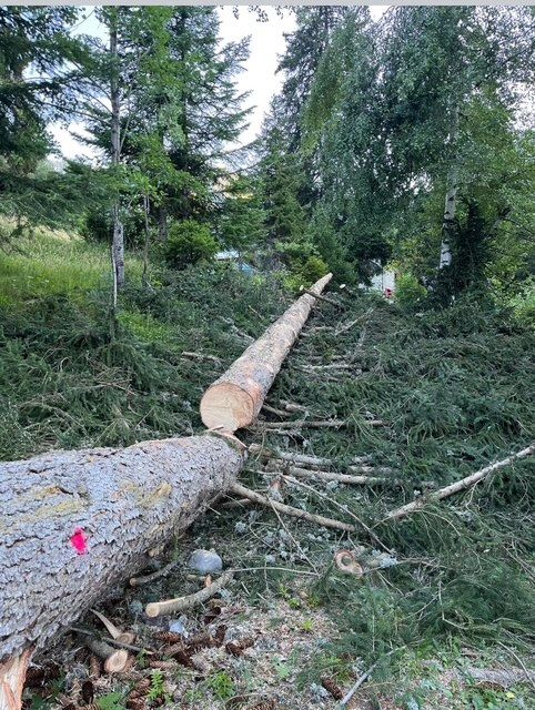 Une grosse bûche repose sur le sol au milieu d'une forêt.