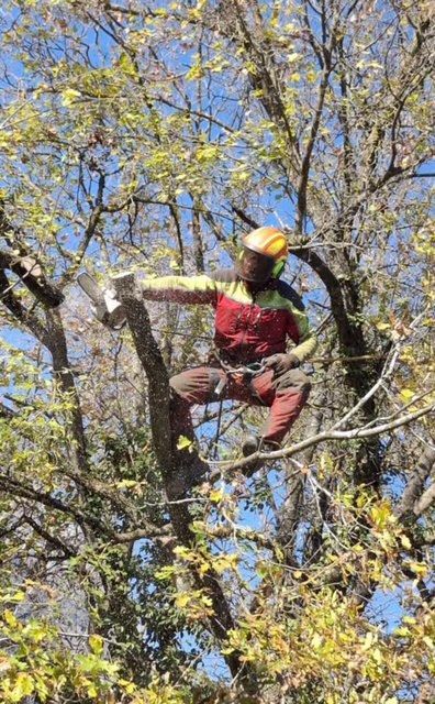 Un homme coupe une branche d'arbre avec une tronçonneuse.