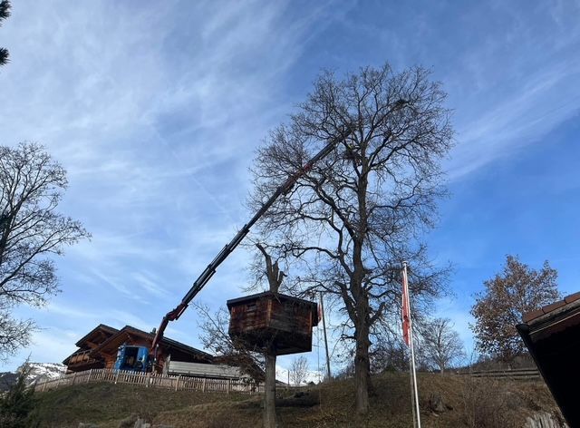 Une grue soulève une cabane dans les arbres dans les airs.