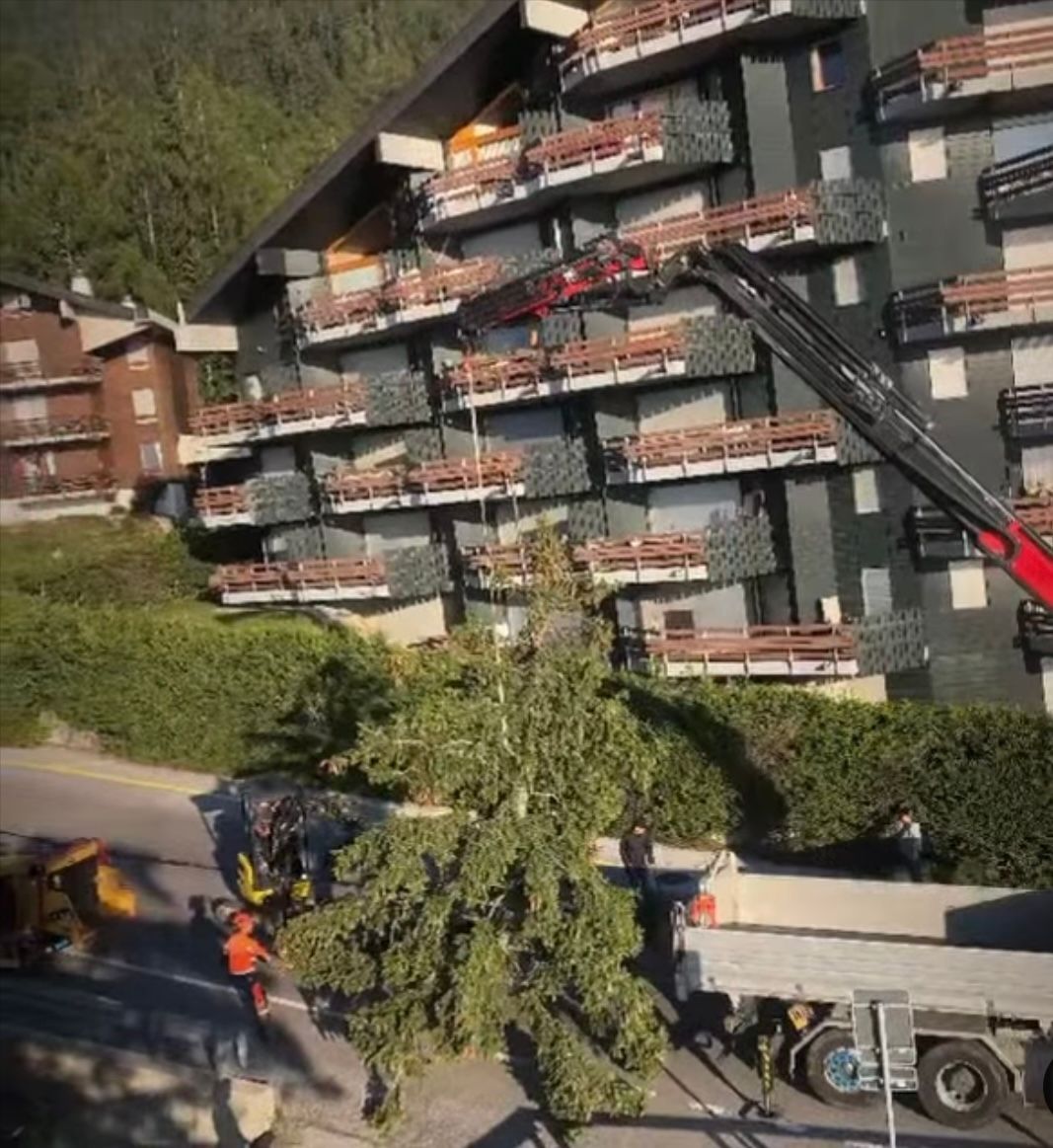 Une grue soulève un arbre devant un bâtiment