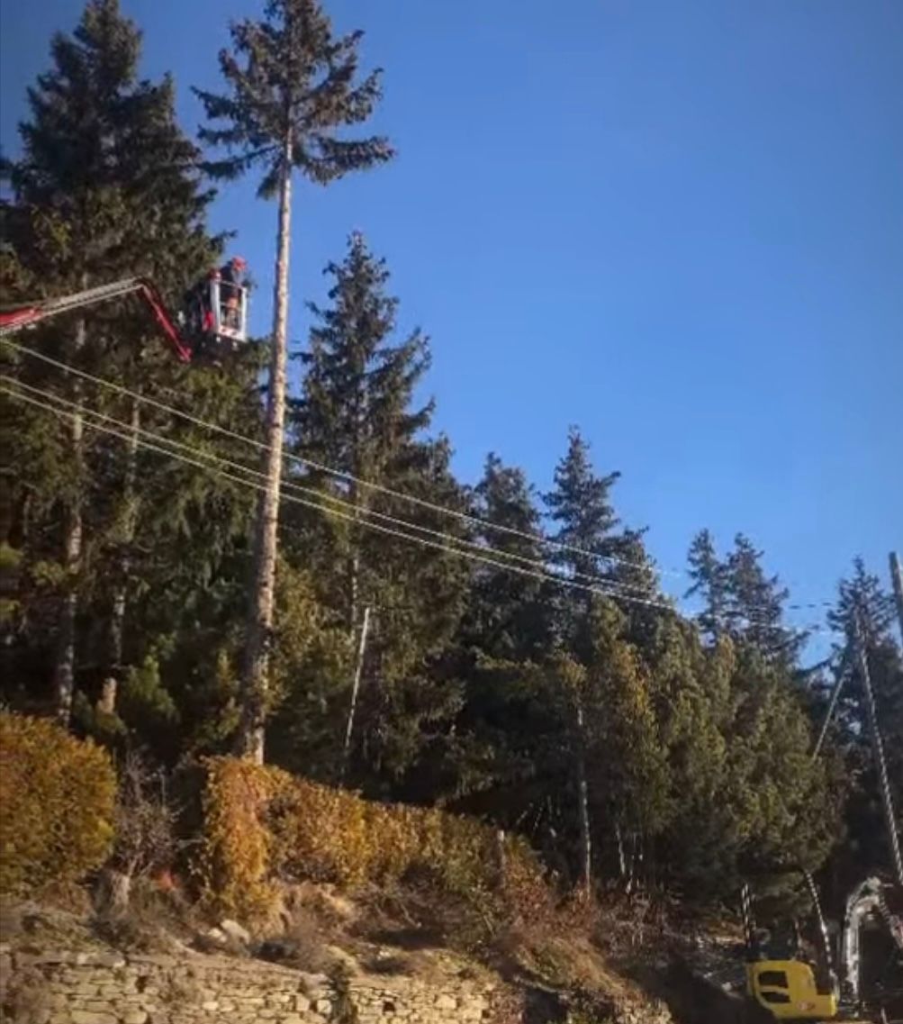 Un homme dans une grue coupe un arbre dans les bois