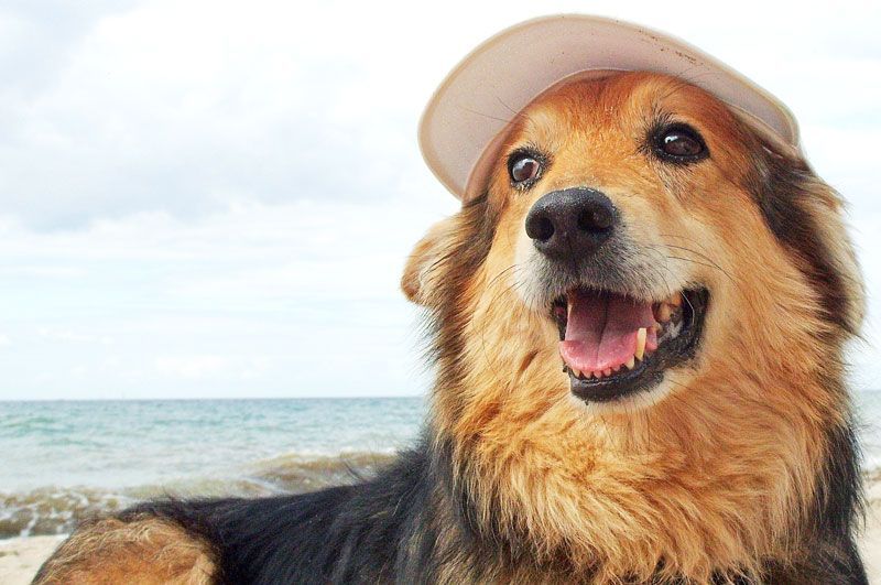 Chien heureux portant un chapeau sur la plage avec l'océan en arrière-plan