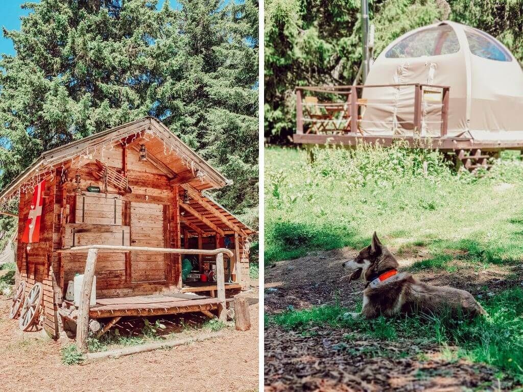 Une cabane rustique en bois et une tente dôme sur un terrain de camping forestier herbeux, avec un chien couché au premier plan.
