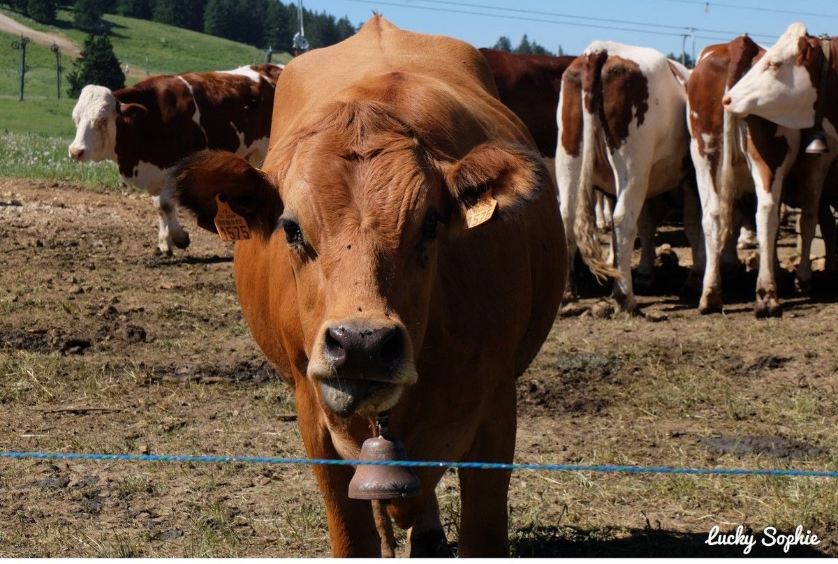 Une vache brune se tient dans un pâturage, avec d'autres vaches en arrière-plan.