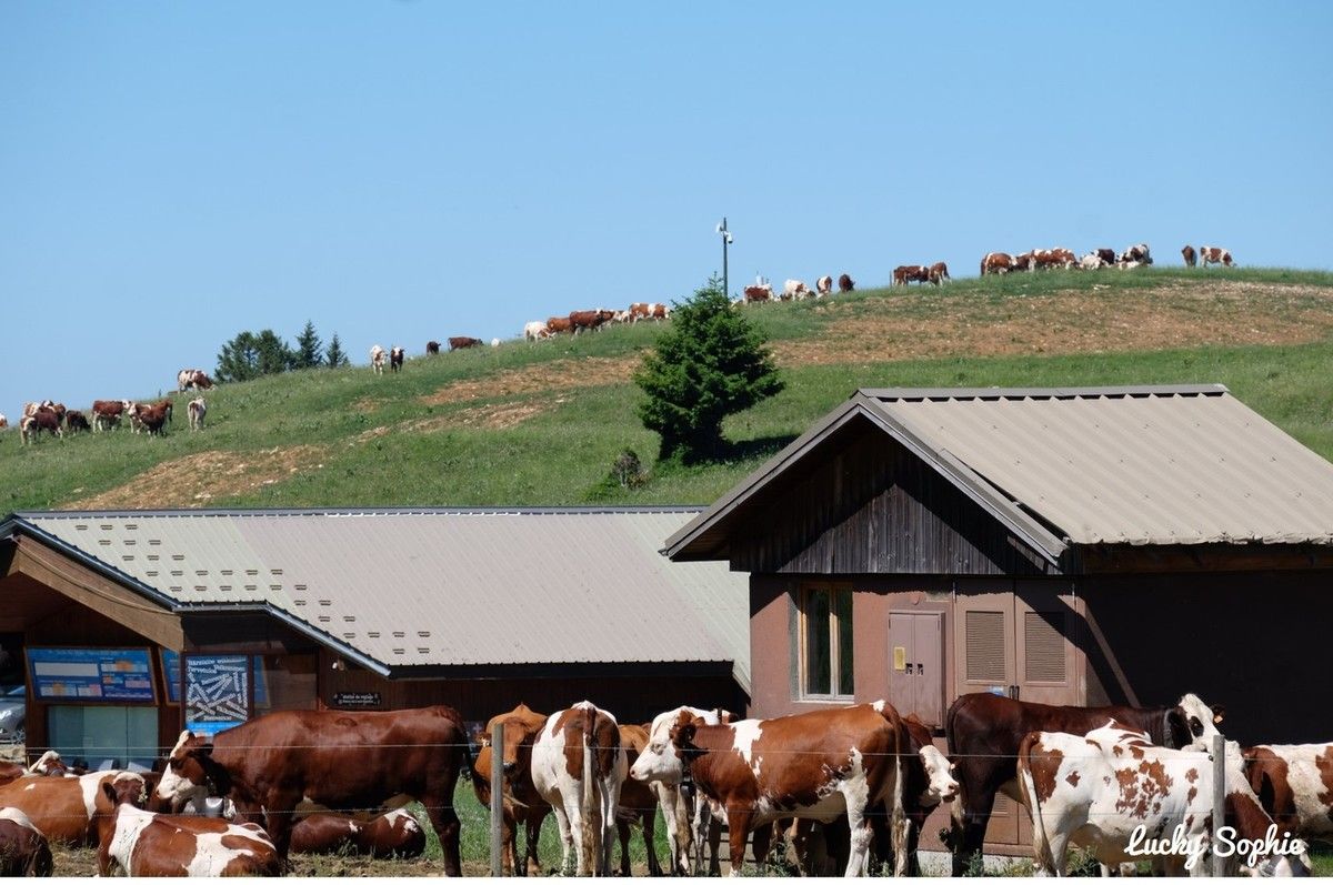 Des vaches rassemblées près des bâtiments de la ferme, dans un pâturage à flanc de colline, sous un ciel bleu clair.