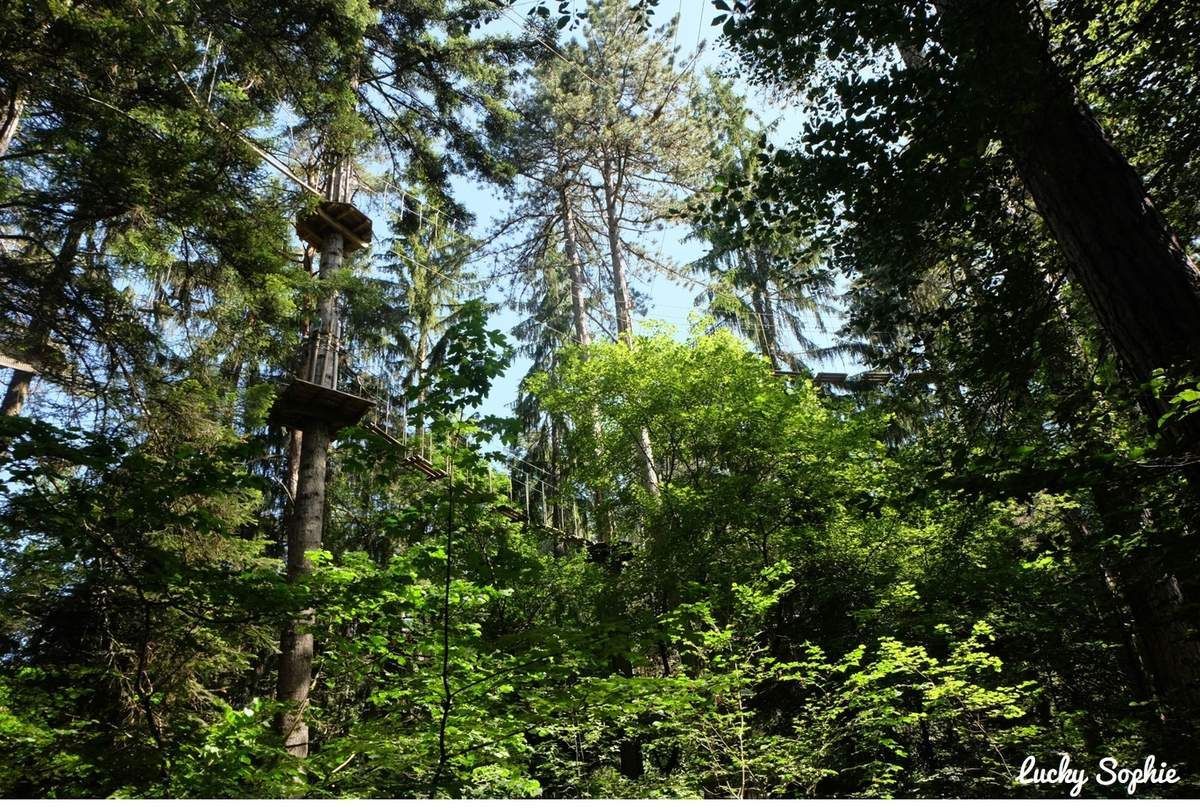 La canopée ensoleillée d'une forêt, avec ses grands arbres et son feuillage vert dense, se détachait sous un ciel bleu.