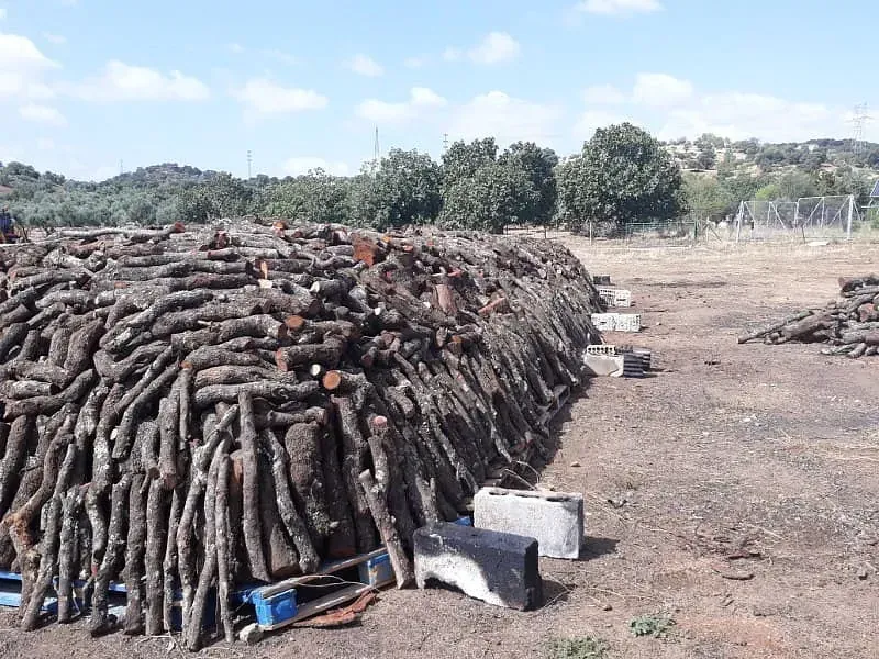 Una pila de troncos se encuentra en el medio de un campo.