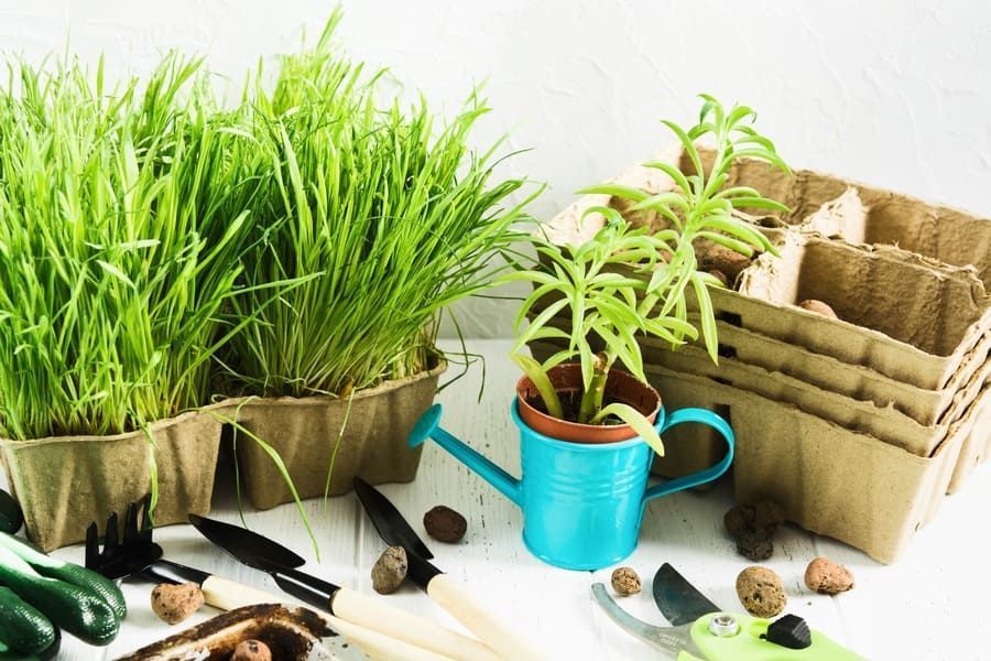 Una mesa cubierta con plantas en macetas y herramientas de jardinería.