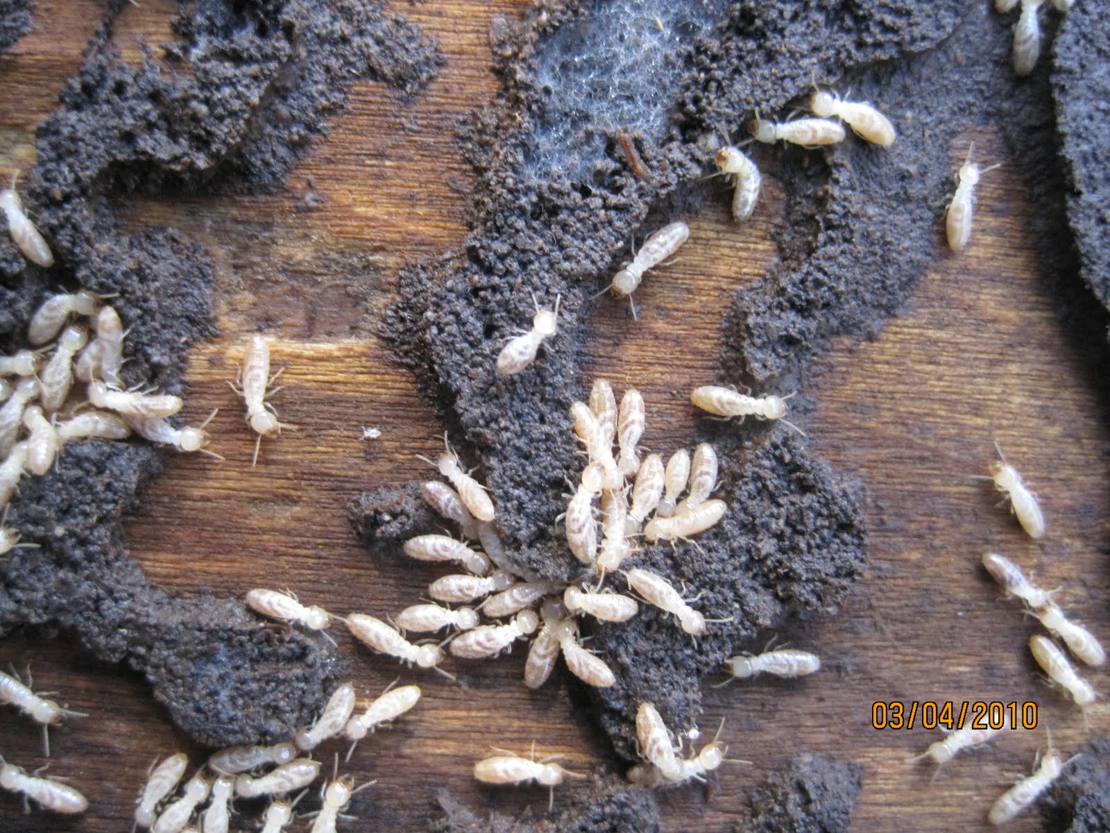 Termites sur du bois, entourées d'une matière sombre et terreuse.