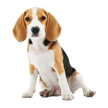 Cachorro de beagle sentado sobre un fondo blanco, con pelaje marrón claro, negro y blanco y orejas largas y caídas.