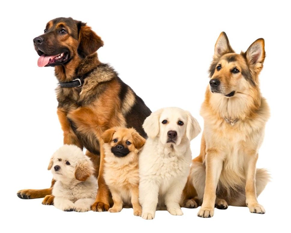 Cinco perros de diferentes tamaños y razas sentados juntos sobre un fondo blanco.