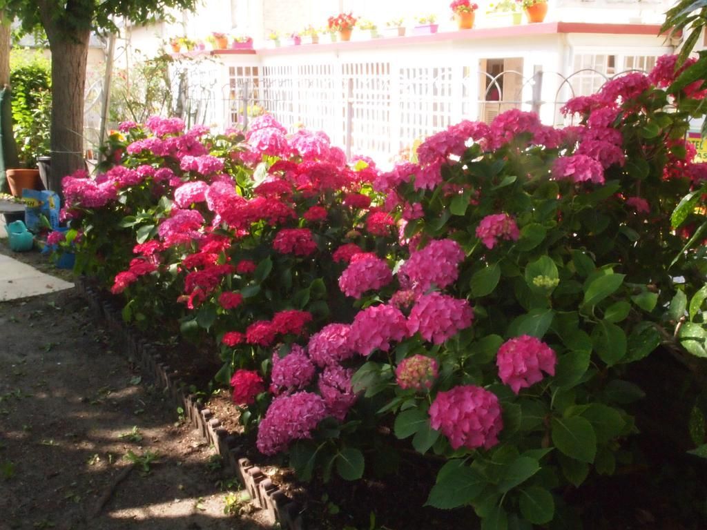 Roses de notre terrasse