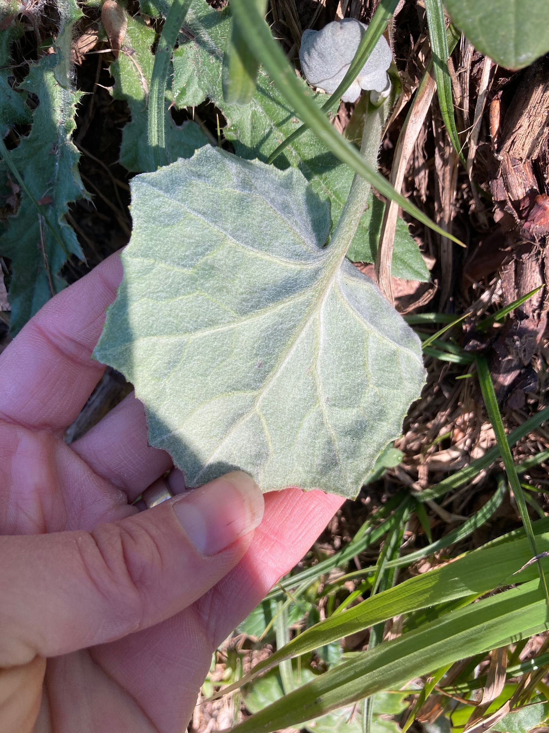 Eine Auswahl an Flaschen und Beuteln, die mit Blumen auf weissem Grund arrangiert sind, möglicherweise für pflanzliche Heilmittel.