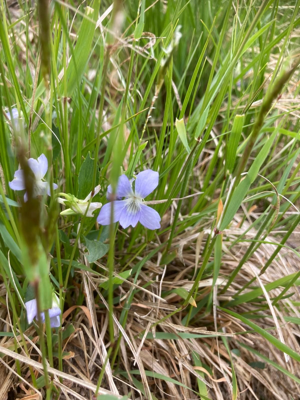 Frau hält Pipette und Flasche mit gelber Flüssigkeit, lächelt. Pflanzen im Hintergrund.