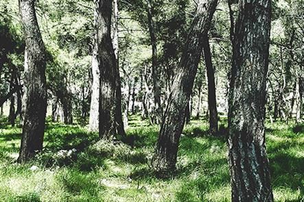 Ein Schwarzweißfoto eines Waldes mit Bäumen und Gras.