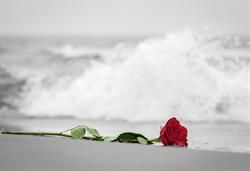 Eine rote Rose liegt am Strand mit Blick auf das Meer.