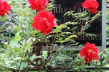 Ein Strauß roter Blumen wächst vor einem Schild