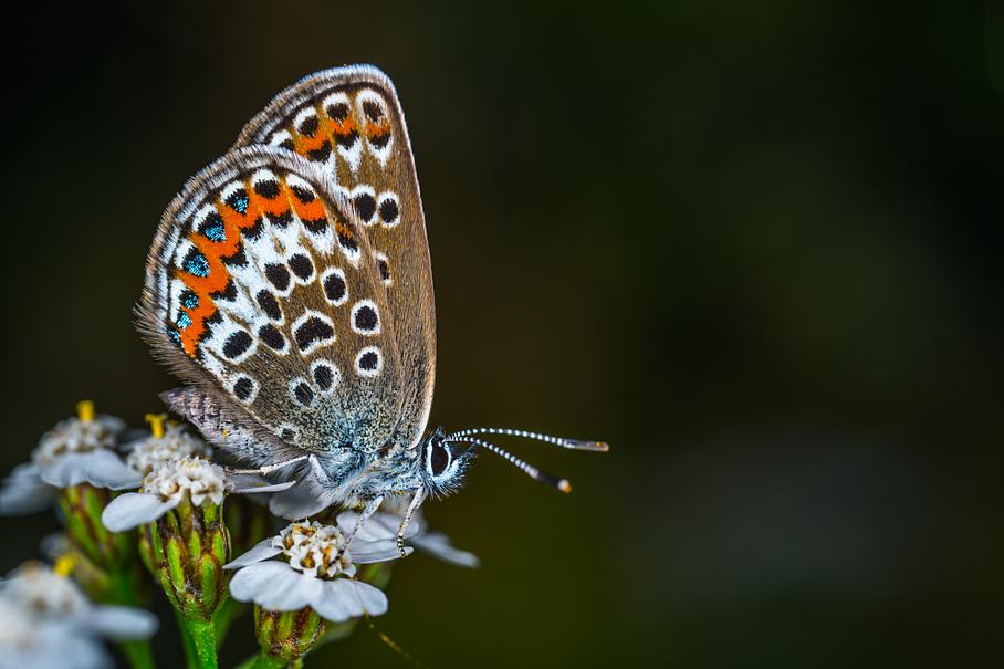 Papillon avec ailes blanches, noires et oranges