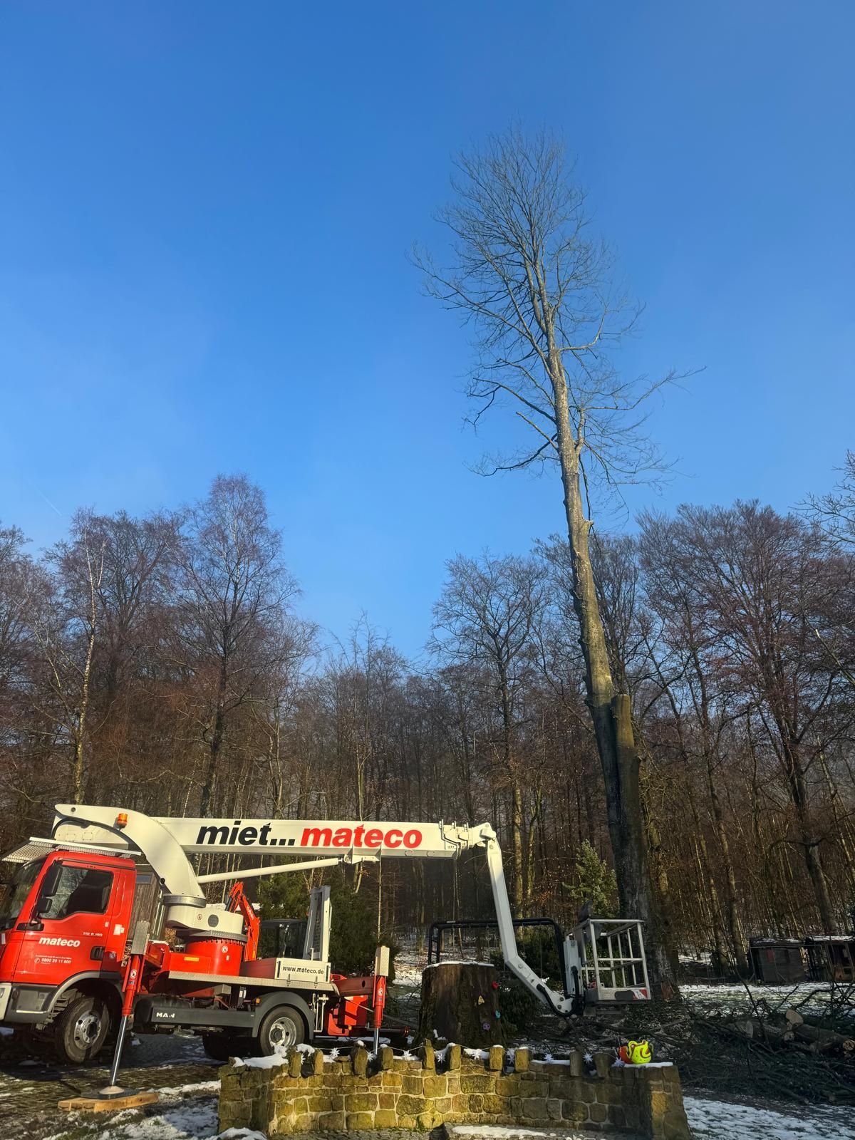Ein hoher, kahler Baum wird von einem roten Lastwagen mit Hebebühne vor blauem Himmel in einem Winterwald beschnitten.