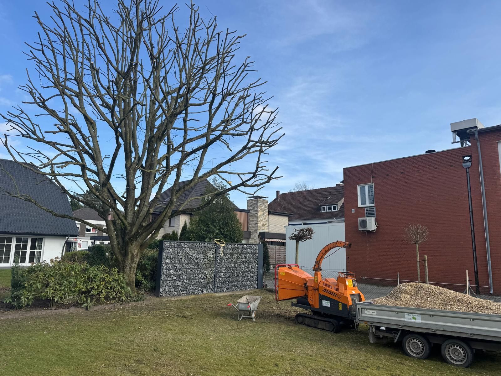 Ein Baum wird beschnitten, ein Holzhäcksler und ein Anhänger stehen auf dem Rasen neben dem Gebäude und der Steinmauer.