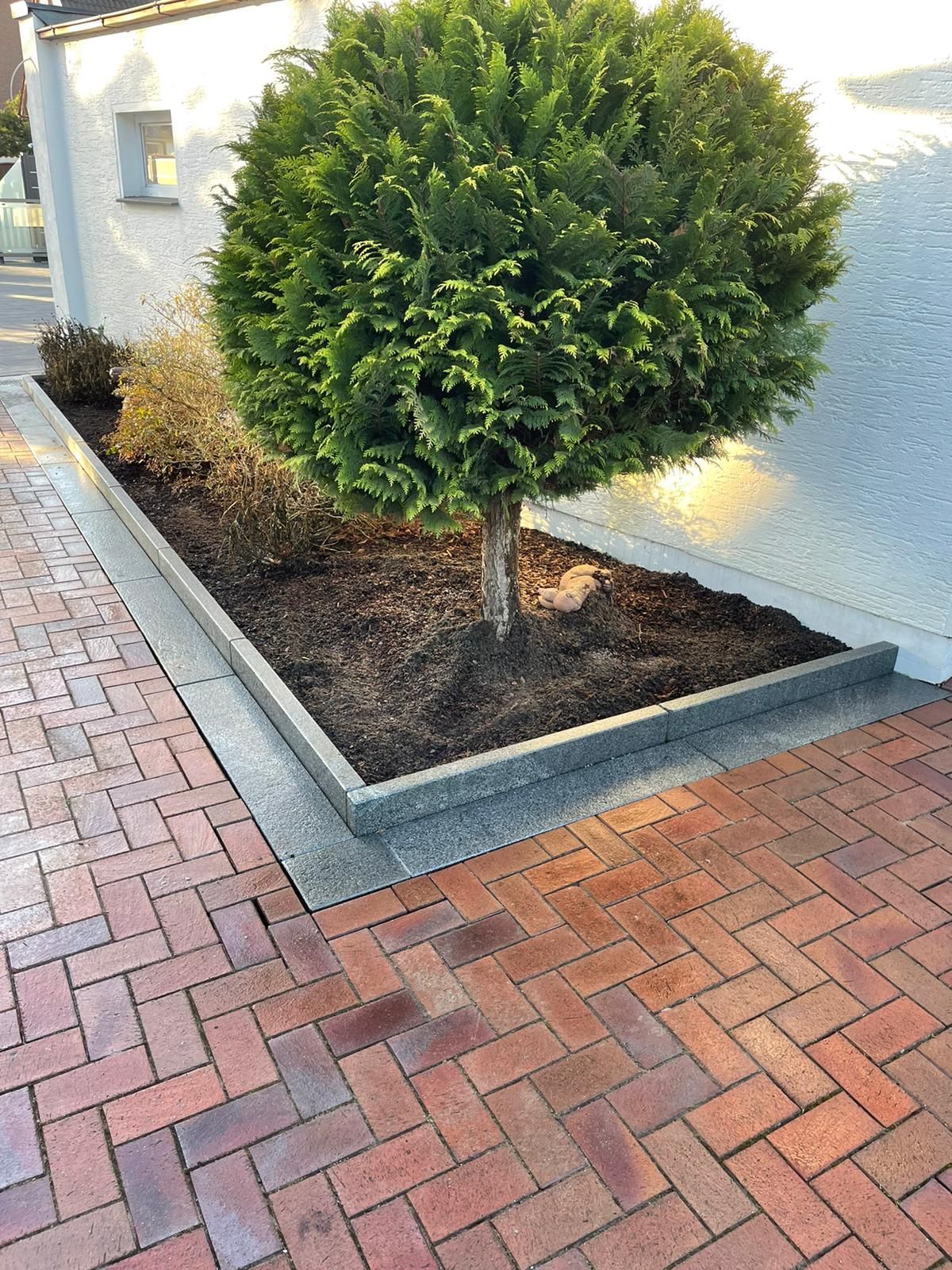Ein akkurat gestutzter grüner Baum in einem Hochbeet mit Ziegelpflaster davor.