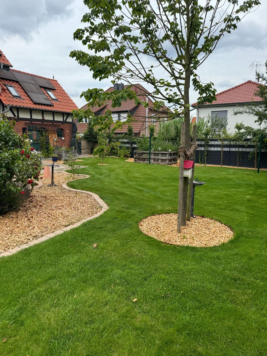 Ein üppiger grüner Rasen mit einem Baum in der Mitte und Häusern im Hintergrund.