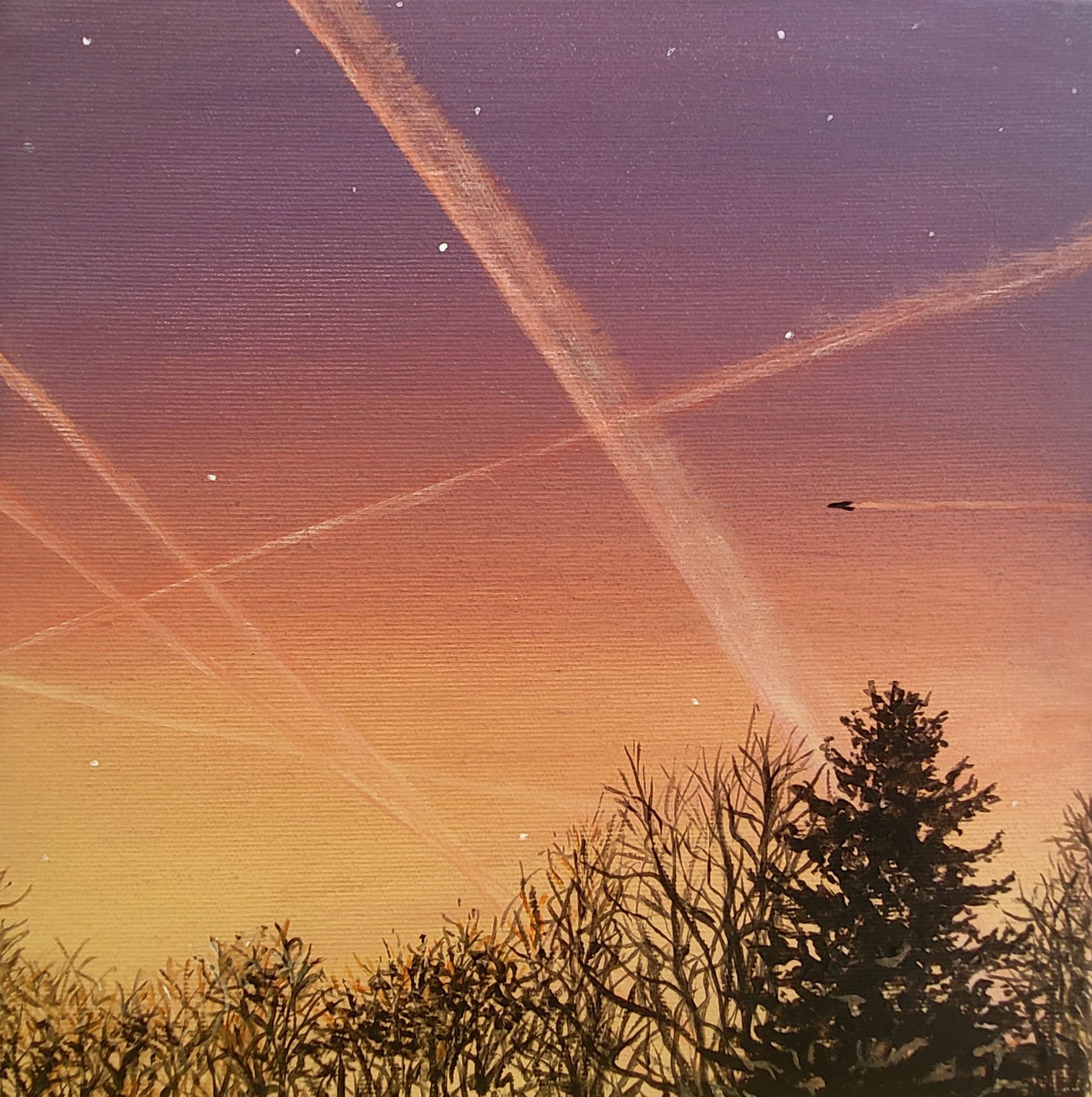 Sonnenuntergangshimmel mit kreuz und quer verlaufenden Kondensstreifen; darunter sind die Silhouetten der Bäume zu erkennen.