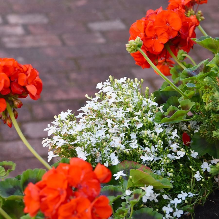 Punaisia pelargonioita ja valkoisia kukkia ruukussa.