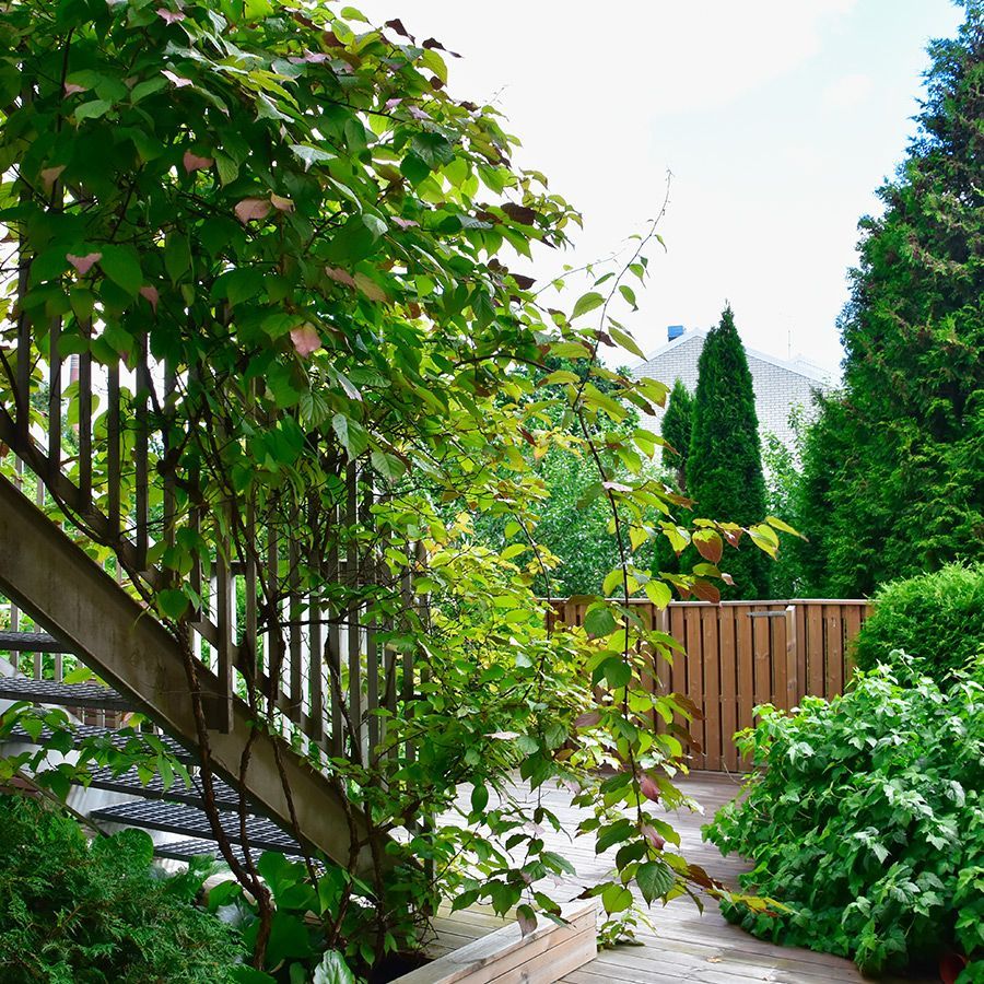 Vihreät köynnökset kiipeävät puisia portaita pitkin rehevässä, vihreässä puutarhassa.