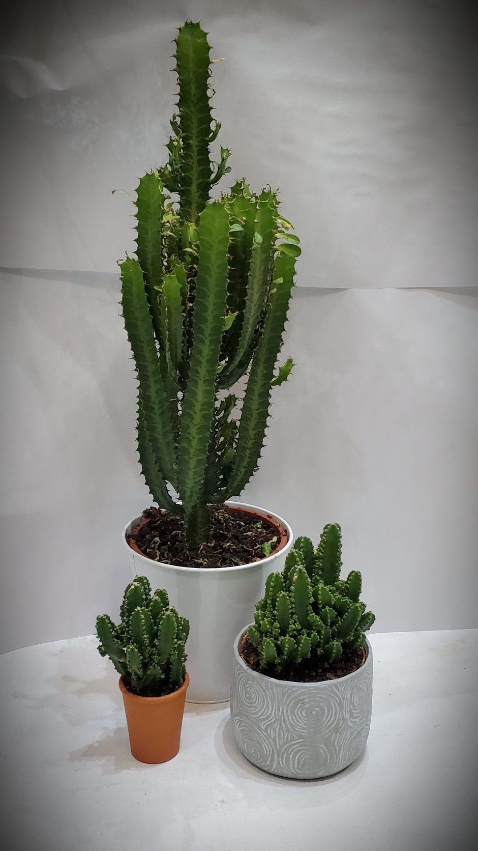 Trois cactus