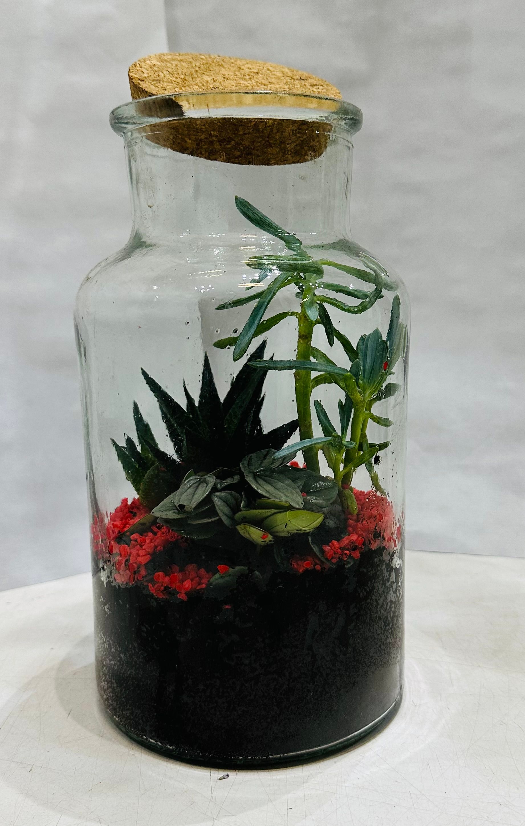 Plantes grasses dans un bocal