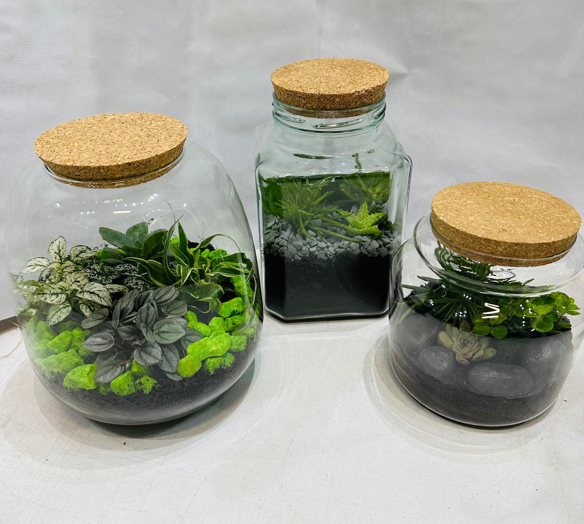 Trois bocaux avec des plantes grasses